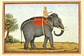 An elephant keeper riding his elephant - Tashrih al-aqvam (1825), f.117v - BL Add. 27255
