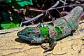 Balcan Green Lizard 2