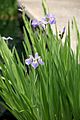 Blue Flag (Iris versicolor) - United States National Arboretum - (1)