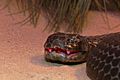 Chappell Island tiger snake