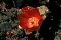 Flower Opuntia engelmannii var lindheimeri