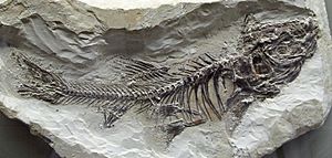 Fossil - Schleie (Tinca)