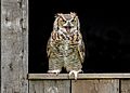 Great Horned Owl, Ontario, Canada
