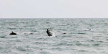 Kitesurfer and Dolphins Cropped