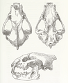 MSU V2P1b - Gulo gulo skull