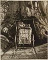 President Theodore Roosevelt Driving Through the Wawona Tunnel Tree, in Yellowstone National Park (14994749857)