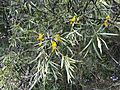Acacia acuminata flowers and foliage