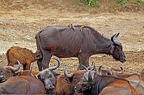 African buffalo (Syncerus caffer) calf 2 weeks suckling