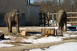 Buttonwood Park Zoo Elephants
