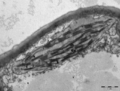 Chloroplast in leaf of Anemone sp TEM 12000x