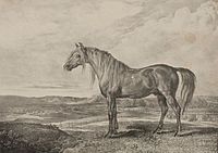 Copenhagen horse