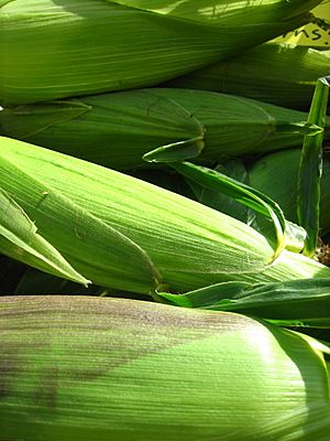 Corn husks (1350123723)