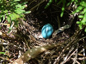 Gray Catbird nest and egg