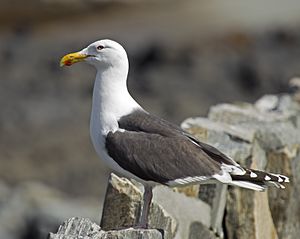 Great Black-backed Gull Larus marinus