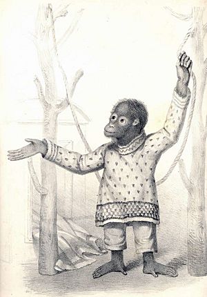 Print of an orangutan wearing clothing