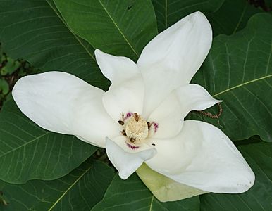 Magnolia macrophylla ssp. macrophylla flower