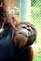 Orangutan - Cameron Park Zoo