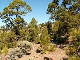 Pinus canariensis PICT3076