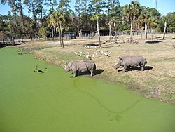 Rhinos at Jacksonville Zoo