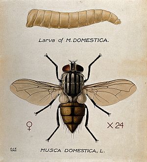 The larva and fly of a house fly (Musca domestica). Coloured Wellcome V0022571