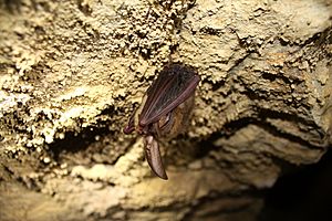 Virginia big-eared bat (C.t. virginianus)