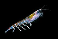 Antarctic krill (Euphausia superba).jpg