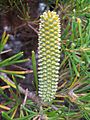 Banksia spinulosa 1
