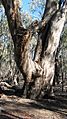 Eucalyptus camaldulensis 01 Pengo