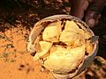 Interno del frutto del baobad Adansonia rubrostipa