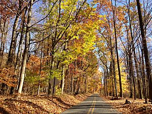 2014-11-02 13 43 41 View east along a wooded portion of Woosamonsa Road during autumn in Hopewell Township, New Jersey