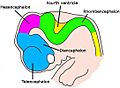 Very simple drawing of the front end of a human embryo, showing each vesicle of the developing brain in a different color.