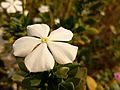 A white colored, Catharanthus Roseus flower