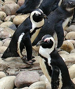 African.penguin.bristol.750pix (Pingstone).jpg