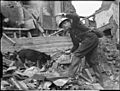 Air Raid Precautions Dog at work in Poplar, London, England, 1941 D5945