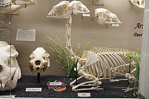 Alpaca skeleton