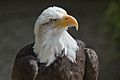 Bald eagle at the Hawk Conservancy Trust 2-2