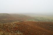 Big Basin in Fog 2002