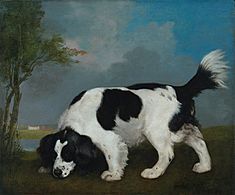 Black and White Spaniel Following a Scent by George Stubbs