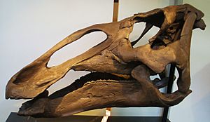 Edmontosaurus annectens skull