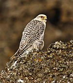 Falco rusticolus white cropped.jpg