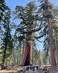 Grizzly Giant Sequoia Tree, Yosemite National Park (July 2023)
