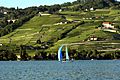 Lake Geneva Lavaux