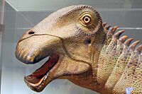 Nigersaurus model aus.jpg