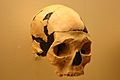 Oase 2 skull (Homo sapiens)