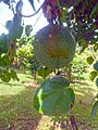 Passiflora ligularis - Granadilla 02