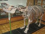 Skeleton of Rhinoceros binagadensis in a museum