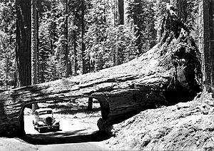 Sequoia Tunnel Tree