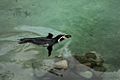 Spheniscus humboldti -Dublin Zoo -swimming-8a