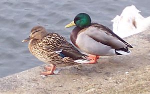 The pair of ducks