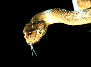 Brown tree snake Boiga irregularis 2 USGS Photograph
